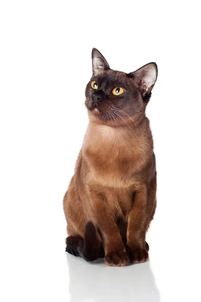 暹罗猫肖像 — 图库照片