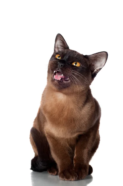 Портрет сіамських кішка — стокове фото