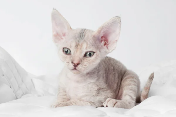 Pequeño gatito de esfinge —  Fotos de Stock