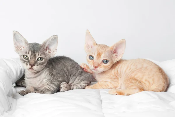 Pequenos gatinhos da Esfinge — Fotografia de Stock