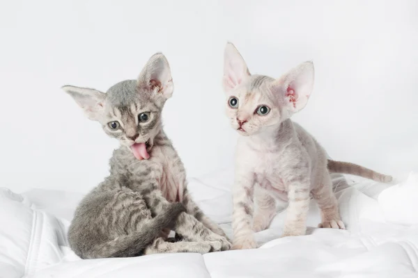 Little Sphynx kittens — Stock Photo, Image