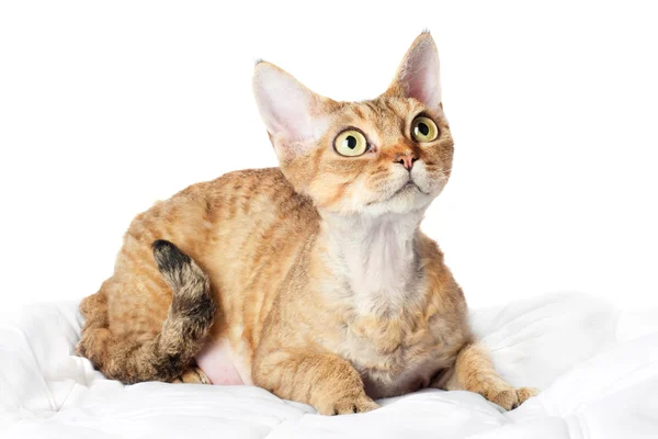 Pregnant sphynx cat — Stock Photo, Image