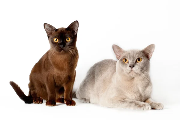 Siameses gato — Fotografia de Stock