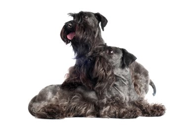 iki minyatür schnauzers