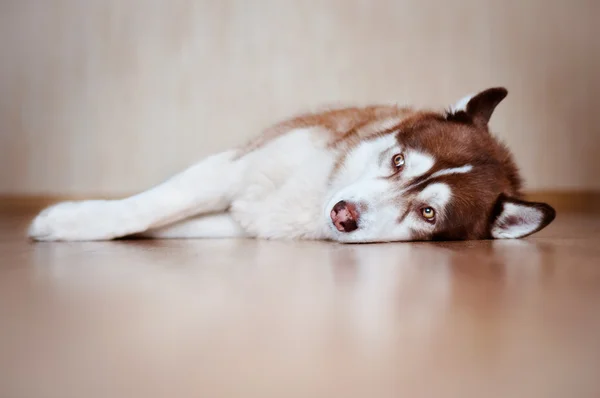 Perro husky siberiano descansando en casa —  Fotos de Stock