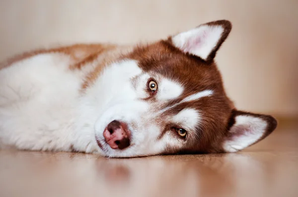 Siberian husky dog resting at home — Stock Photo, Image