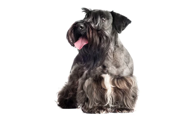 Cesky terrier hond portret — Stockfoto