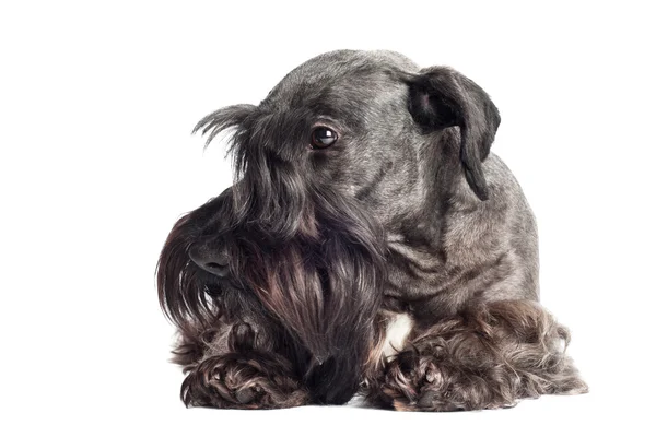 Cesky terrier perro retrato — Foto de Stock
