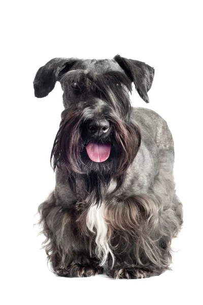 Entzückender Cesky Terrier Hund — Stockfoto