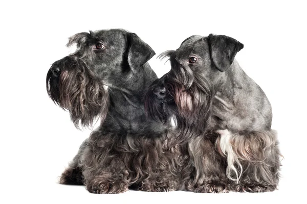 Two adorable cesky terrier breed dogs — Stock Photo, Image