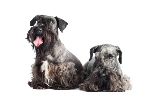Zwei entzückende Cesky Terrier Rassehunde — Stockfoto