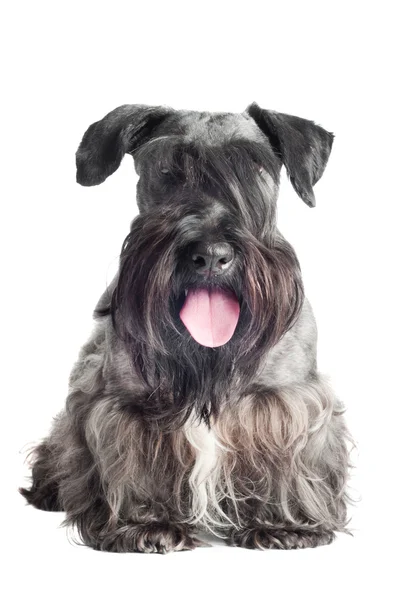 Cesky terrier perro retrato — Foto de Stock