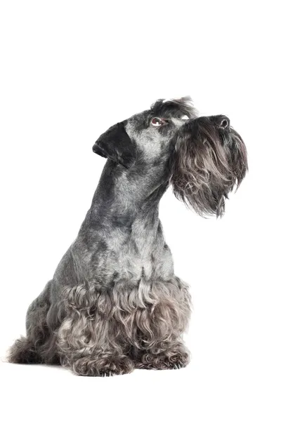 Cesky terrier dog portrait — Stock Photo, Image