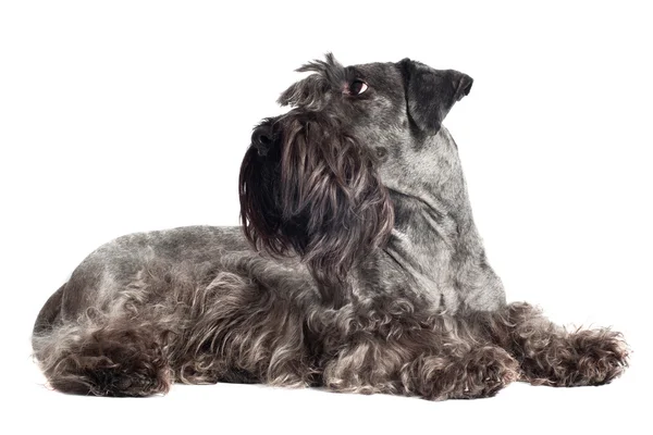 Cesky terrier pies portret — Zdjęcie stockowe