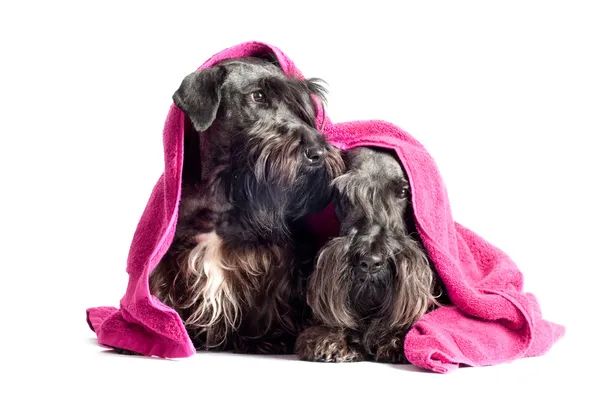 Due cani terrier cesky sotto un asciugamano — Foto Stock