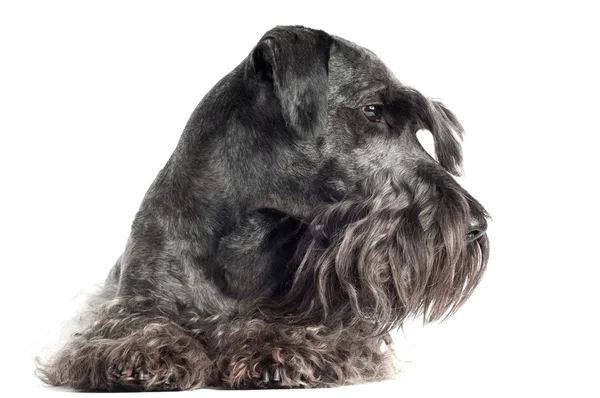 Adorable cesky terrier dog — Stock Photo, Image