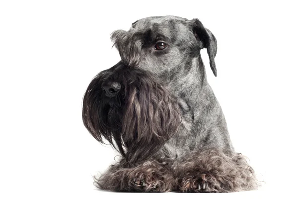 Schattig cesky terrier hond — Stockfoto