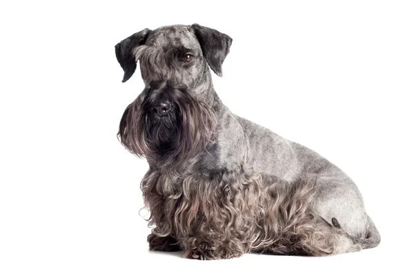 Urocza cesky terrier pies — Zdjęcie stockowe