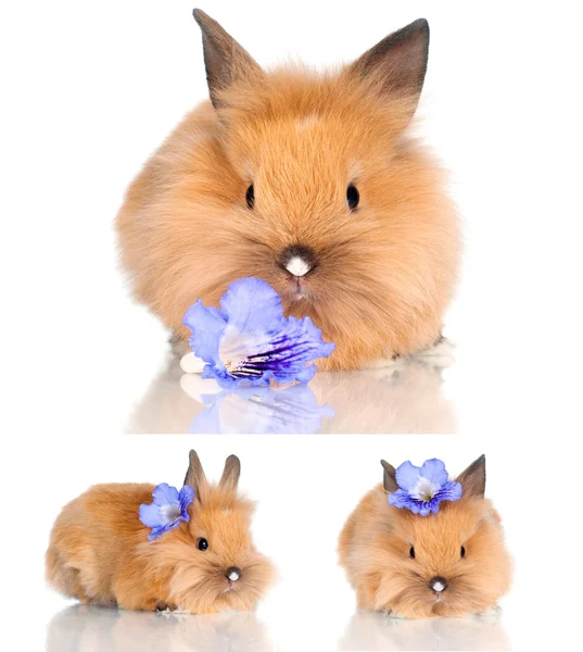 Красный карликовый кролик — стоковое фото