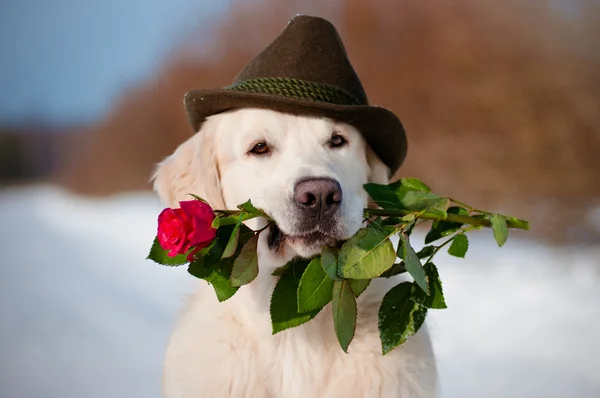 depositphotos_21300457-White-Labrador-Retriever.jpg