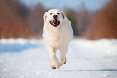 Beyaz labrador geri almak