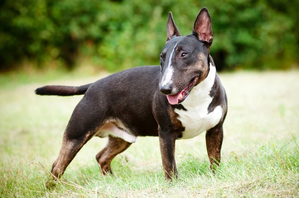 Englischer Bullterrier — Stockfoto