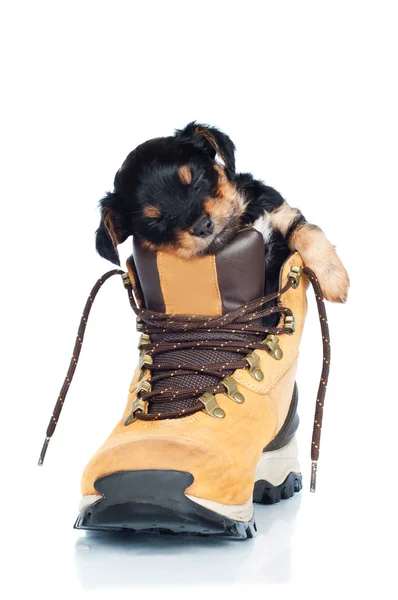 Puppy in a boot — Stock Photo, Image