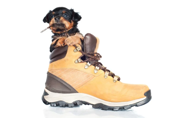 Puppy in a boot — Stock Photo, Image