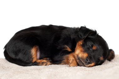 Tatlı siyah ve kırmızı köpek yavrusu uyuyor