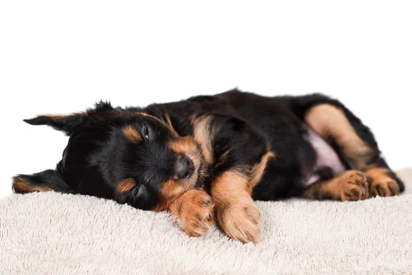 Adorável cachorro preto e vermelho dormindo — Fotografia de Stock