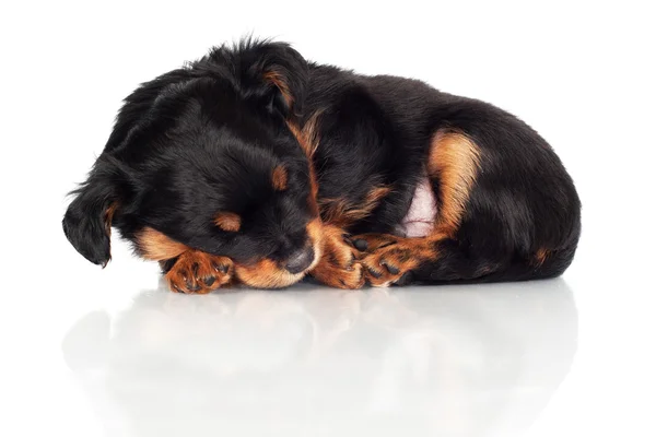 Adorable cachorro negro y rojo durmiendo —  Fotos de Stock