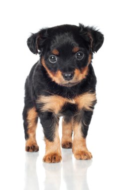 sevimli köpek yavrusu