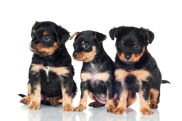Üç sevimli köpek yavrusu — Stok fotoğraf