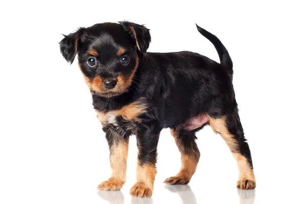 Adorable puppy — Stock Photo, Image