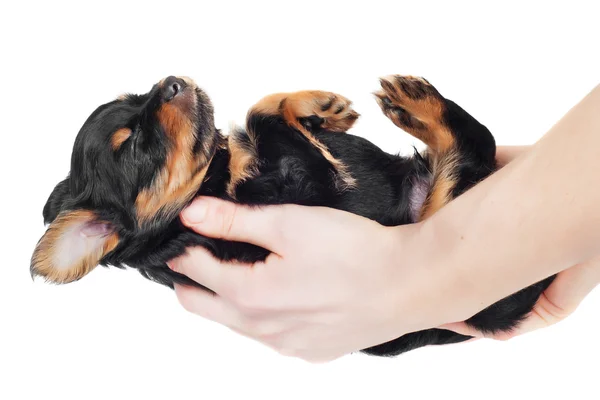 Adorable puppy in hands — Stock Photo, Image