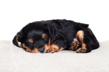 Uyuyan sevimli köpek yavrusu