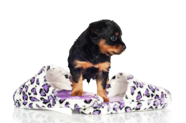 Adorable cachorro con zapatillas — Foto de Stock