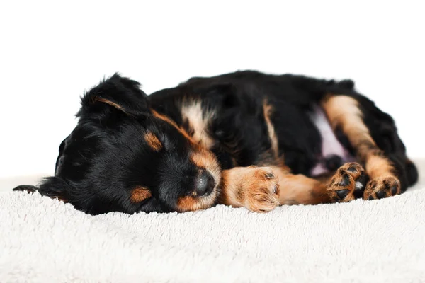 Adorable puppy sleeping — Stock Photo, Image