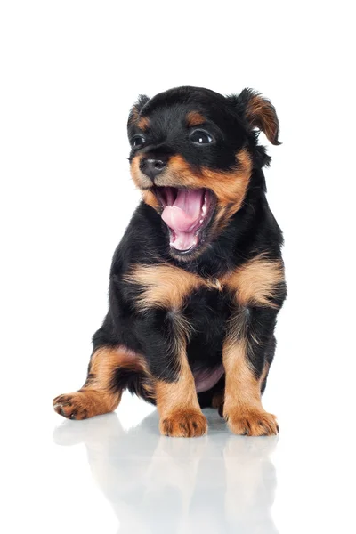 Adorable puppy — Stock Photo, Image