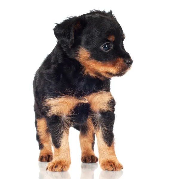 Adorable puppy — Stock Photo, Image