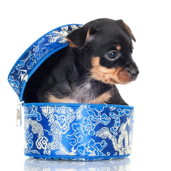 Adorable puppy in the box — Stock Photo, Image