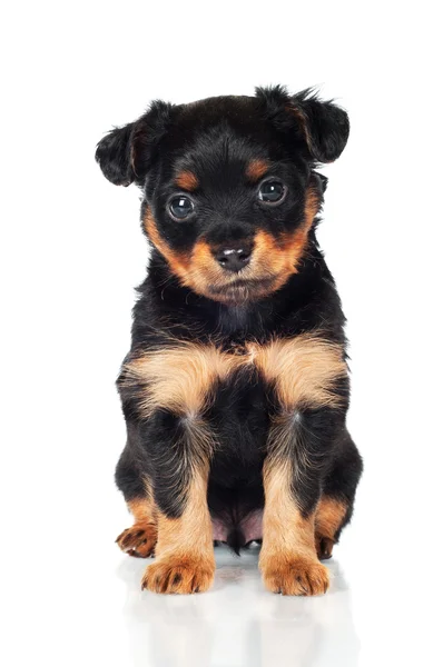 Adorable puppy — Stock Photo, Image