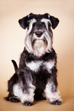 minyatür schnauzer