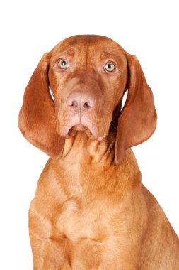 çok güzel kırmızı köpek