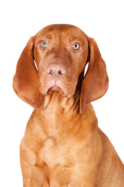 Очаровательная красная собака — стоковое фото