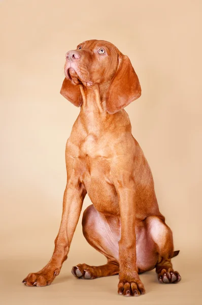 Roztomilý červený pes — Stock fotografie