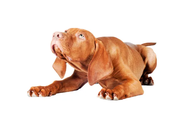 Cão vermelho adorável — Fotografia de Stock