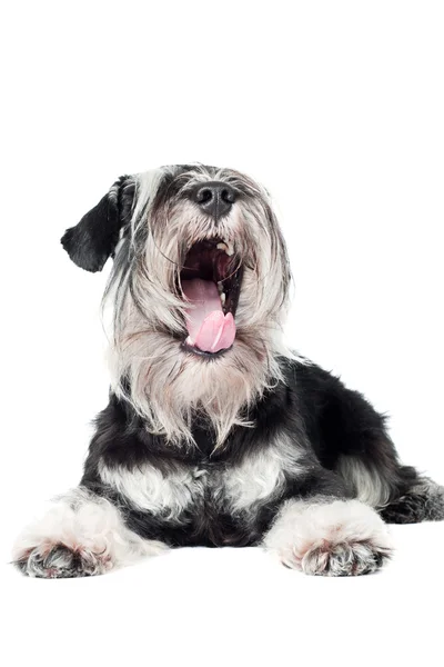 Dvärgschnauzer — Stockfoto