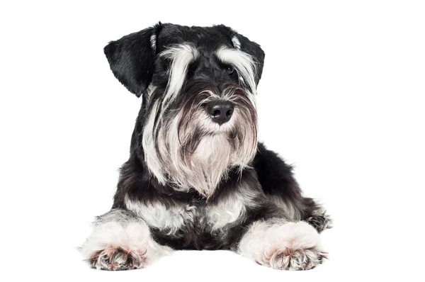 Schnauzer en miniatura — Foto de Stock