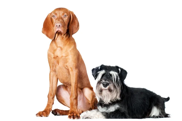 Zwergschnauzer und roter Hund — Stockfoto